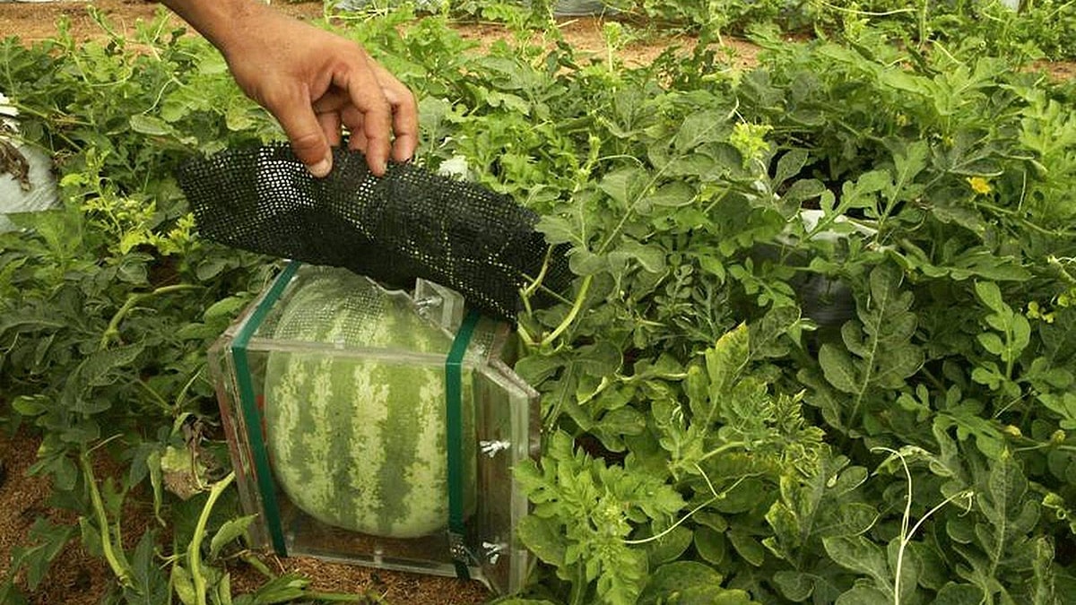 Нужно ли сажать тыкву на рассаду