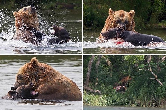 Жертвы Медведя Фото Жертвы Медведя Фото