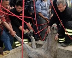 Su Kuyusuna Düşen At Kurtarıldı