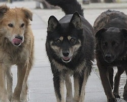 Sokak Köpekleri Adam Parçaladı