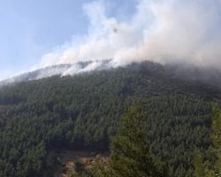 Ormanda Parçalanmış Ceset