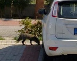 İzmir'e tilki indi