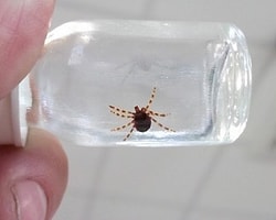 Piknikte Kenenin Isırdığı Kadın Öldü