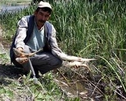 Sakarya Nehri'nde Balıklar Ölüyor