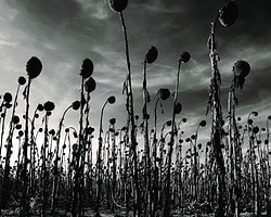 Dead Can Dance, Derin Müzik, Her Zaman ve Mutlak...