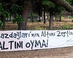 Türkiye'nin Zeytinlik Alanları Artık Koruma Altında Değil!