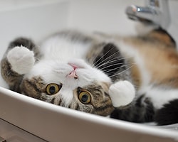 Bi Kedi Tıkladım Sanki Youtube'da Catwalk