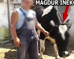 80 Yaşındaki Adam İneğe Tecavüz Etti!..