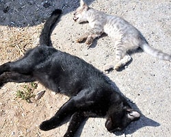 Bodrum'da Kedi Katliamı