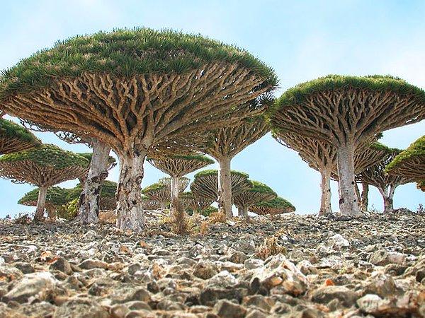 Socotra Adası, Yemen