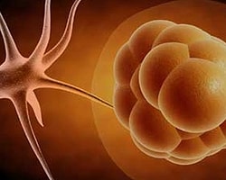 Japonya'da Kök Hücreden Organ Üretilecek