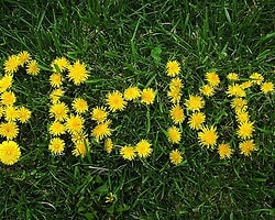 Yahoo, Flickr Fotoğraflarını Arama Sonuçlarında Gösterecek