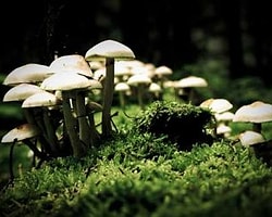 Mantar Zehirlenmelerine Dikkat
