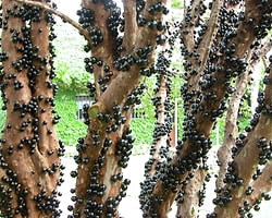 Gövdesinden Meyve Veren Ağaç:Jabuticaba