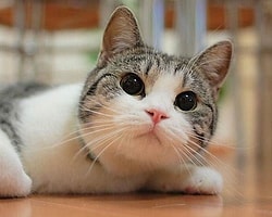 Kedi Kumu Seçerken Nelere Dikkat Etmeli?