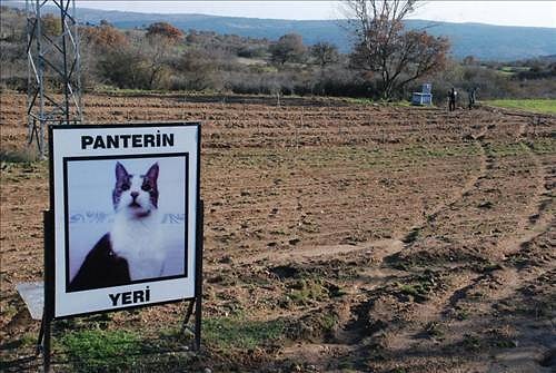 Ölen Kedisi İçin Tarla Alıp Mezar Yaptırdı