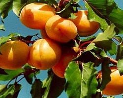 Doğansehir Tarafsız Haber Merkezi