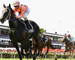 Şampiyon Kısrak Black Caviar Emekli Oldu