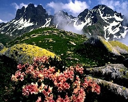 Kaçkarlar Şimdi Çiçek Bahçesi