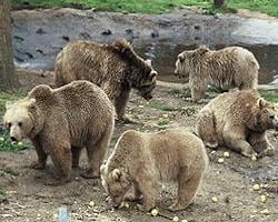 Ayılar Eşekleri Parçaladı