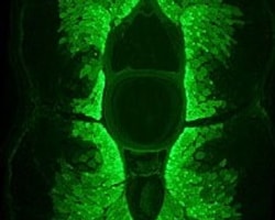 Omurgalılara Ait İlk Fluoresan Protein Keşfedildi