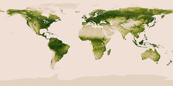 11. Tüm dünyada bitki yoğunluğu.