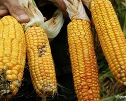 Gdo'lu Mısır Tartışması
