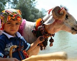 "Mor Koyunlar" Yarışmaya Hazır