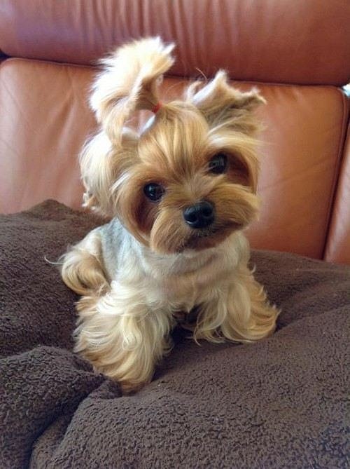 Sempatiklik Patlaması 24 Aşırı Sevimli Köpek Yavrusu!