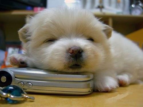 Sempatiklik Patlaması 24 Aşırı Sevimli Köpek Yavrusu!