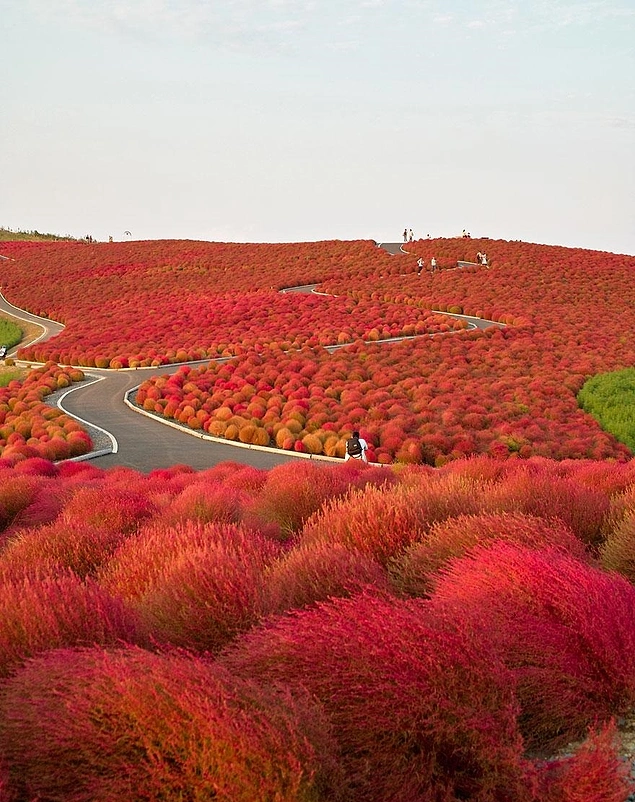 Hitachi Seaside Park, Japonya