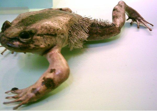 2. Tüylü kurbağalar kendi kemiklerini kırarak pençeye dönüştürebilirler.
