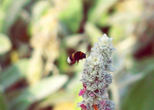 5. Arılar bir çiçeğin elektrik alanını algılayarak polenlere ulaşabiliyorlar.