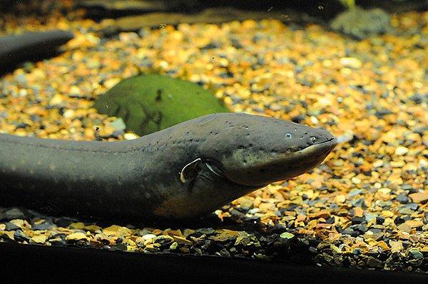 22. Elektrikli yılan balığı 600 volta kadar elektrik şoku üretebilir.