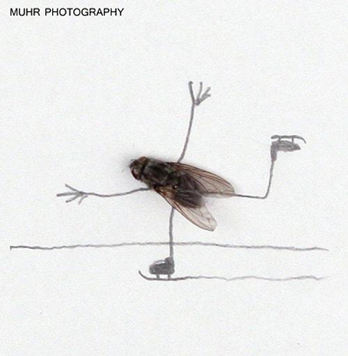 Magnus Muhr�un Sineklerle Yapılmış 16 Yaratıcı Grafik Çalışması