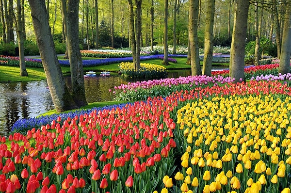 Keukenhof Gardens – Hollanda