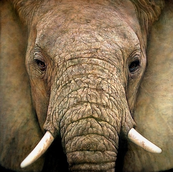 Рэй Хэйр (Ray Hare) - Акрил на полотне