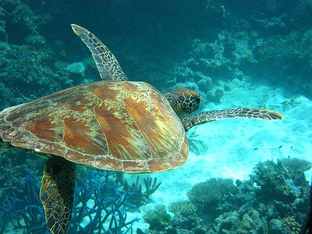 Rapora göre nesli tükenmekte olan bazı kaplumbağa türleri direk olarak etkilenecek