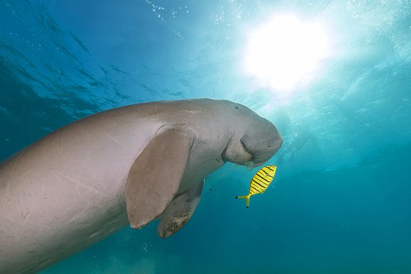 Nesli tükenmekte olan Avustralya dugonglarının da tek besin kaynağı hafriyatın döküleceği alandaki bitkiler