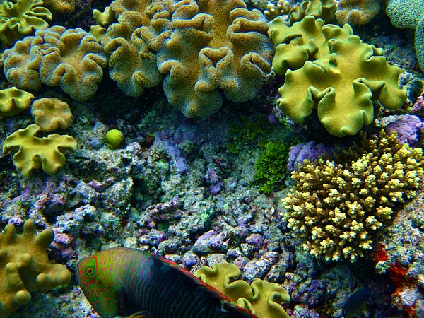 Hafriyat sonrası ortaya çıkan tortu mercanların daha fazla yok olmasına sebep olabilir