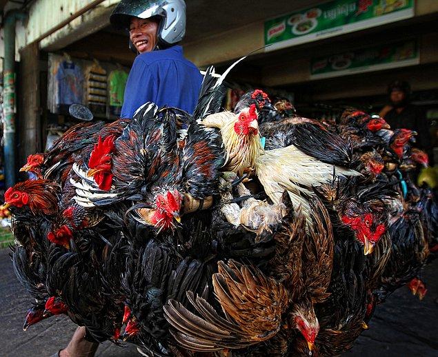 12. Kamboçya'da Tavuklar Pazar Yolunda - Peter Graney.
