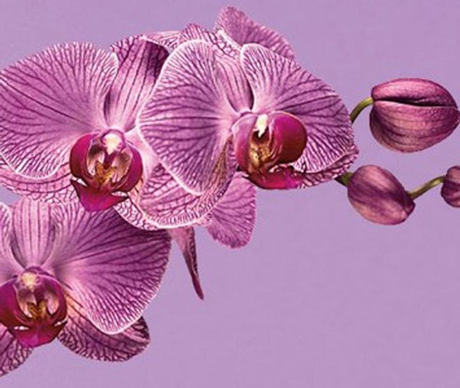 2014 Moda Rengi Radiant Orchid