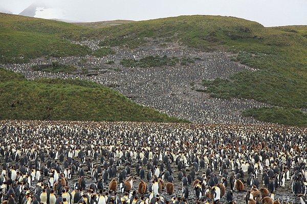 Kahverengi olanlar, bebek kral penguenler