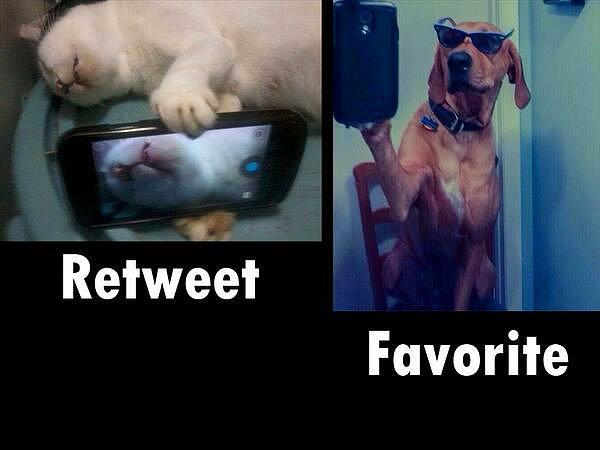 14. Selfie'nin kedisi, köpeği olmuş hayvanlar