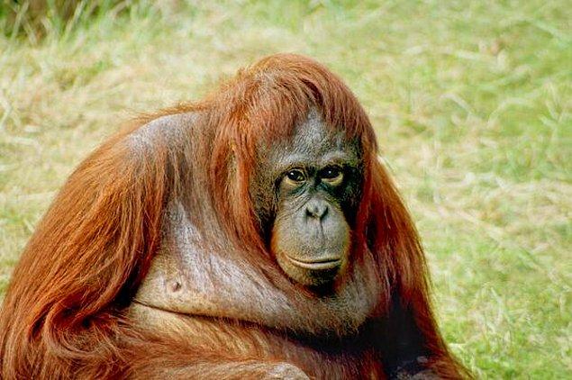 Muammer Güler'in orangutanı