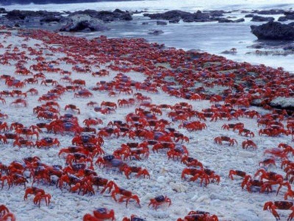 Her yıl milyonlarca kızıl yengeç denize doğru üremek için göç eder