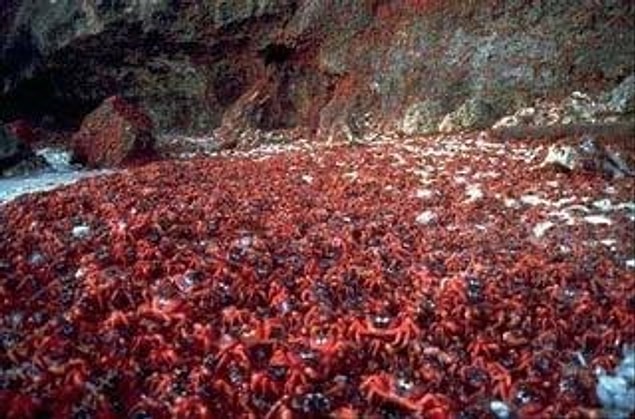 Dişi yengeçler denize, yumurtalarını yerleştirmeye gider