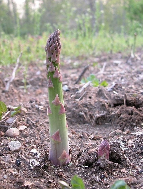 4. Спаржа растет как рука зомби из под земли