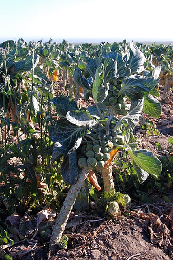 13. Брюссельская капуста растет так странно - из толстого стебля, берущего свое начало в земле