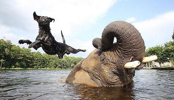 Cüsseleri arasındaki inanılmaz farka rağmen, Bubbles ve Bella mükemmel iki dost. Bubbles, Afrika'daki fil dişi avcılarından kurtarıldıktan sonra ABD'de bulunan koruma bölgesine getirildi.